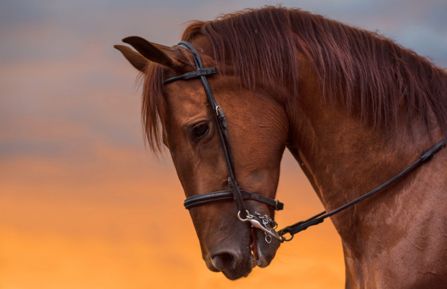 Под Северодонецком в результате вражеских обстрелов погибли лошади: фото