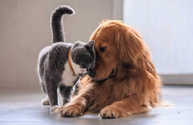 В Україні хочуть заборонити розводити собак та кішок до кінця війни й ще на 5 років після