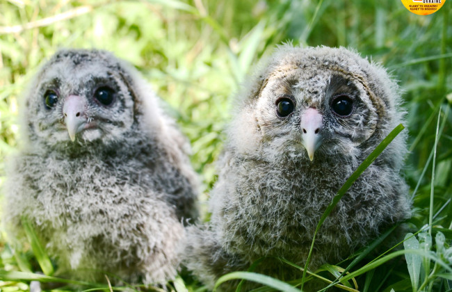 У Київському зоологічному парку показали рідкісних совенят, яких покинули батьки, фото