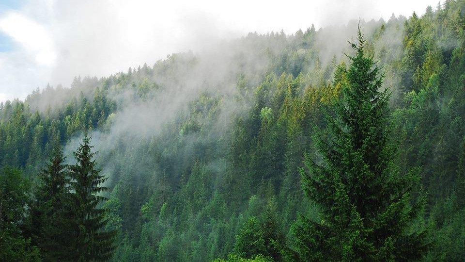 Верховна Рада України у другому читанні прийняла законопроєкт щодо збереження лісів