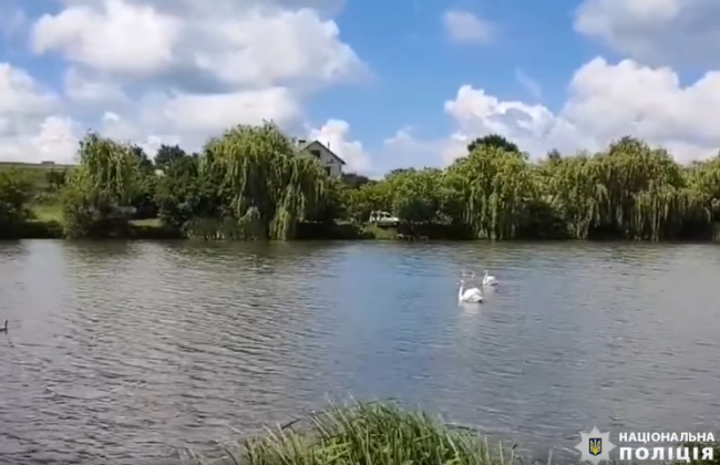 Кожне життя важливе: на Вінниччині поліцейські врятували лебедину сім’ю, відео