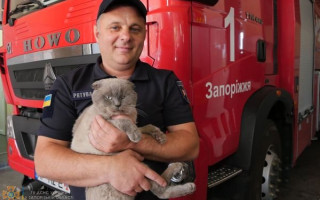 Нулик з Донбасу: рятувальники відшукали дім для кота з передової, фото
