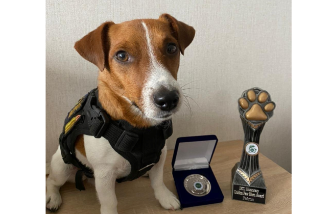 Пес Патрон отримав ірландську нагороду «Золота лапа»: фото