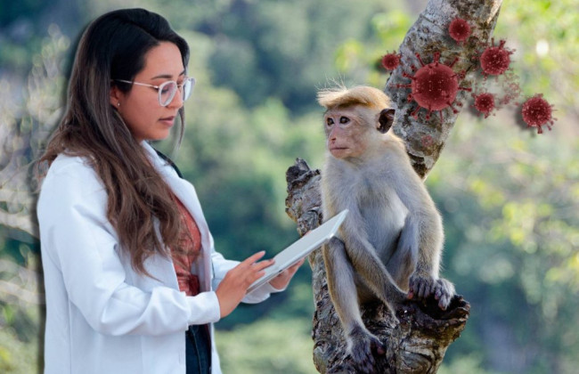 Ученые выяснили происхождение оспы обезьян