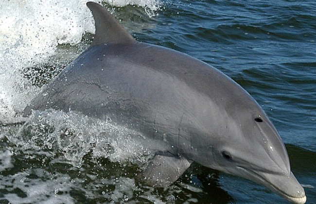 Из-за боевых действий РФ в Черном море погибло более 3 тысяч дельфинов