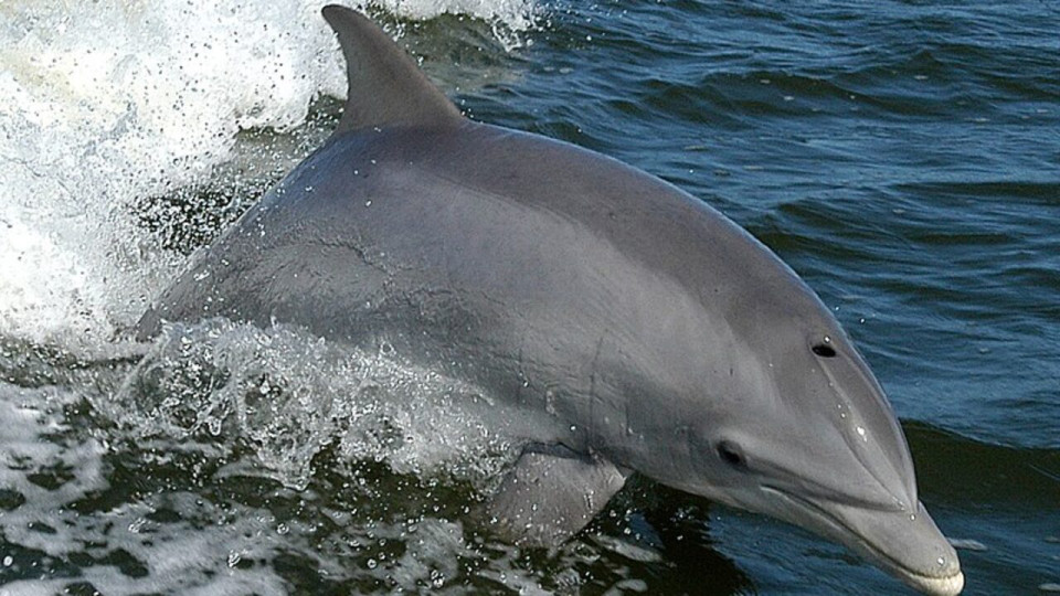 Из-за боевых действий РФ в Черном море погибло более 3 тысяч дельфинов