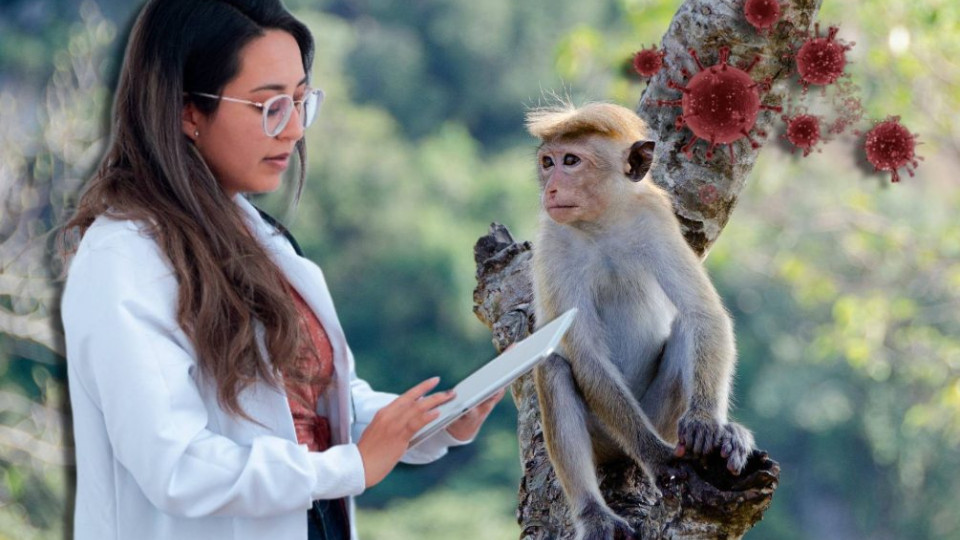 Ученые выяснили происхождение оспы обезьян