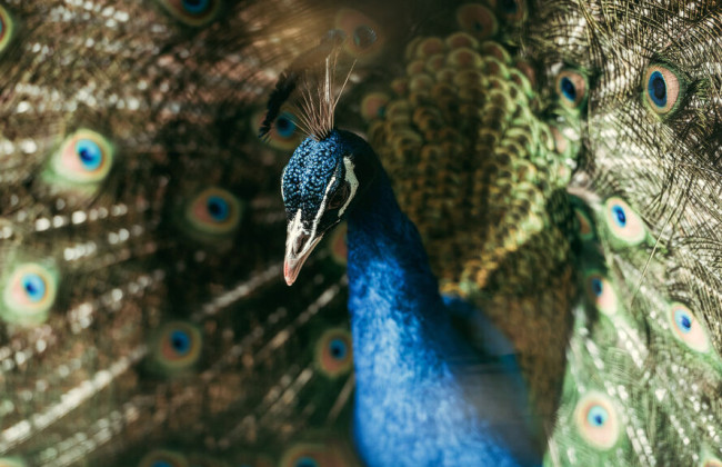 На Буковине пьяный живодер ради развлечения жестоко убил павлина: его отправили в СИЗО