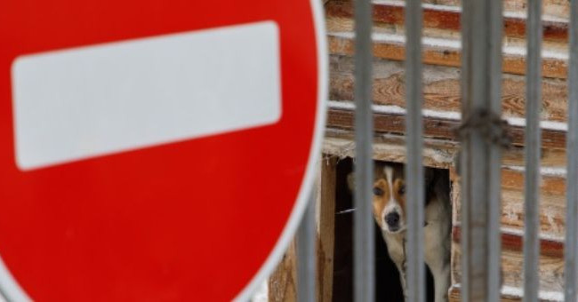 В Соломенском районе Киева объявили карантин из-за зарегистрированного случая бешенства