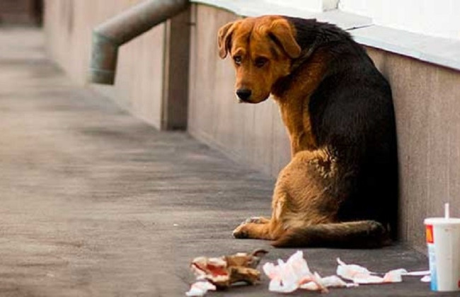 В Україні прийняли важливий документ щодо безпритульних тварин: що він передбачає