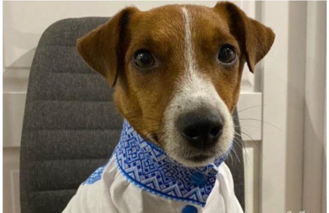 Улюбленець українців пес Патрон похвалився стильною вишиванкою: фото