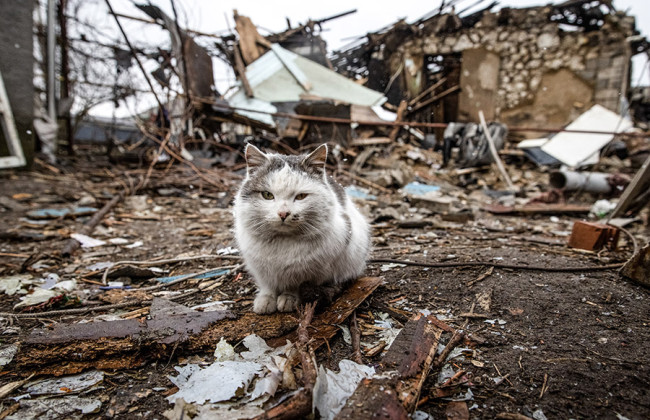 Уряд вирішив, що робити з тваринами, які залишилися без нагляду, та безпритульними тваринами