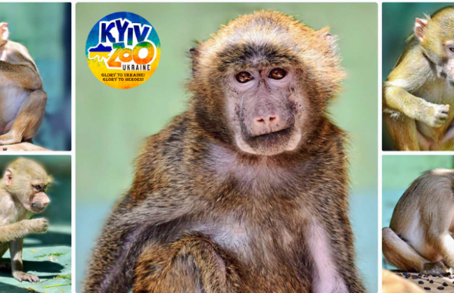 У Київському зоологічному парку показали, як живуть мавпенята, яких врятували з Ясногородки