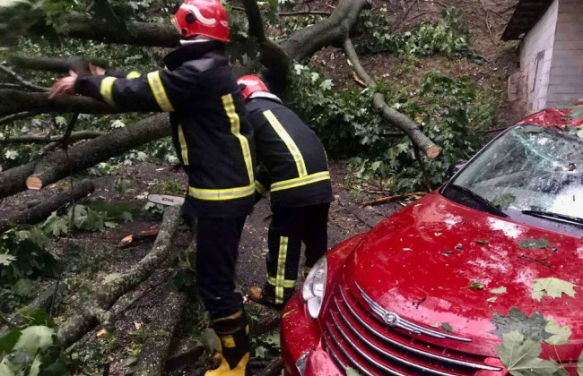 В Киеве на автомобиль упало дерево, фото