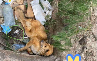 Дістали з ями зі сміттям: у Київській області врятували песика з міною