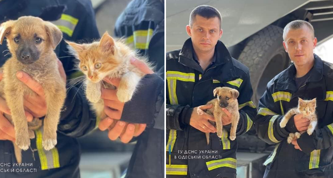 На Одещині рятувальники ДСНС шукають дім врятованим після ракетного удару тваринкам