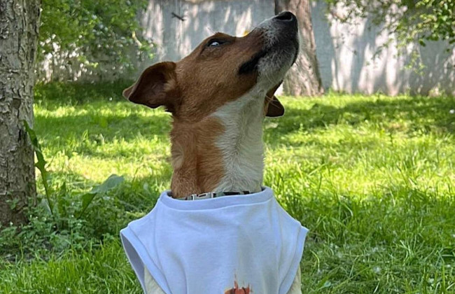 Пес Патрон «продає» свою єдину футболку, щоб допомогти тваринам: фото