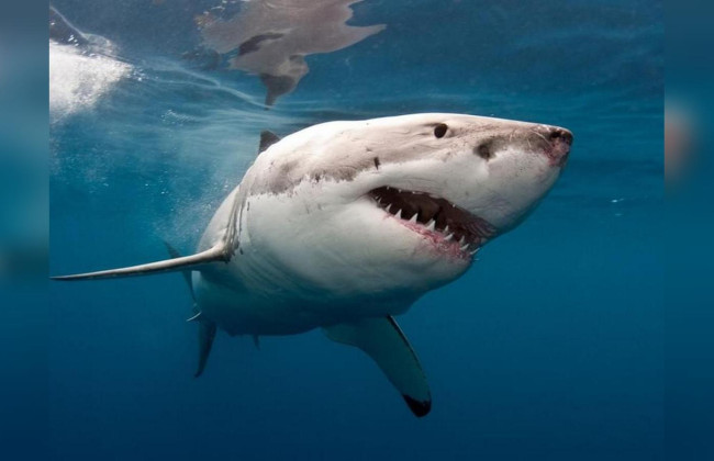 Второе убийство за неделю: в Хургаде после нападения акулы погибла еще одна туристка, видео