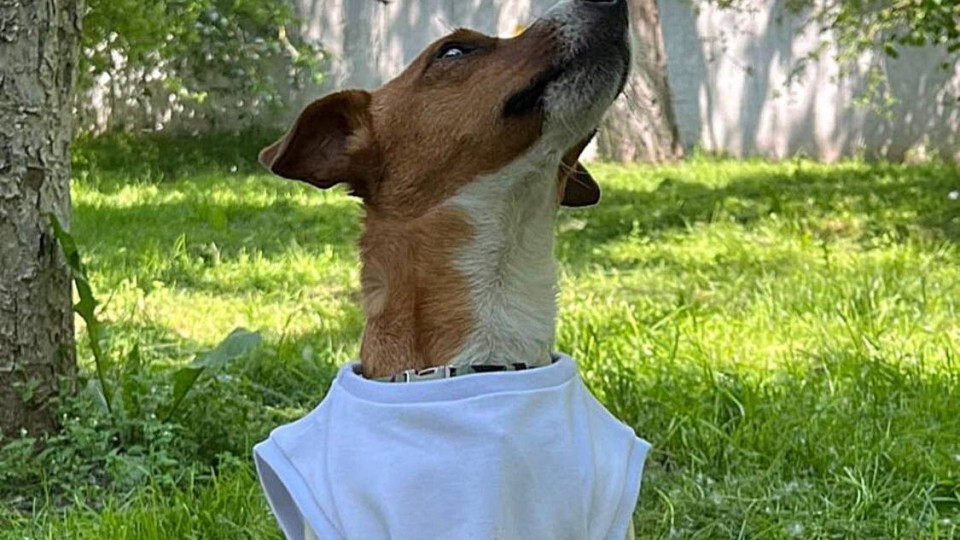 Пес Патрон «продає» свою єдину футболку, щоб допомогти тваринам: фото