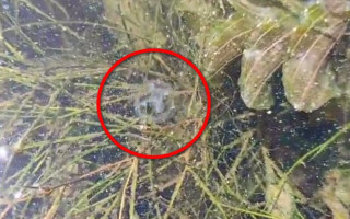 В Киеве в Днепре заметили пресноводных медуз: появилось видео