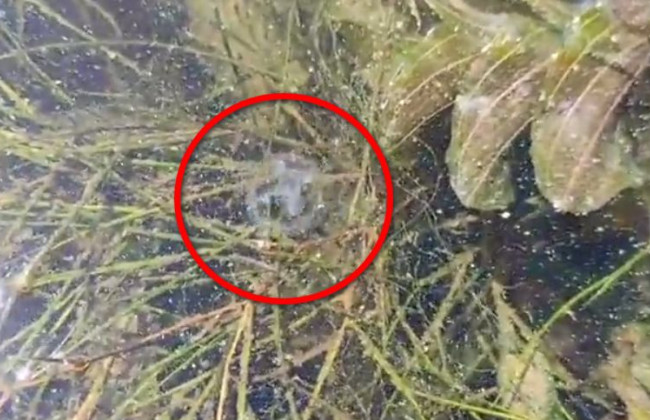 В Киеве в Днепре заметили пресноводных медуз: появилось видео