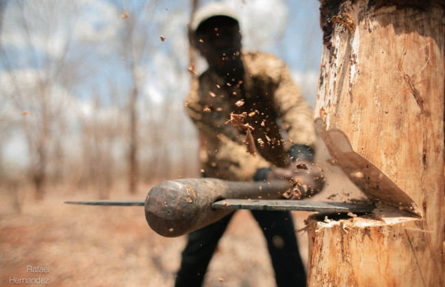 Незаконна рубка дерев біля Чорнобиля на 15,5 млн грн: підозрюють експосадовця Держагентства з управління зоною відчуження