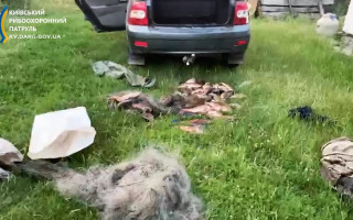 На Білоцерківщині браконьєр наловив коропів на 350 тисяч гривень