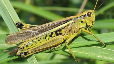Краснодарський край РФ атакувала «бойова» сарана, – радник мера Маріуполя