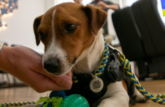 Дві ветеранські організації США нагородили пса Патрона, фото