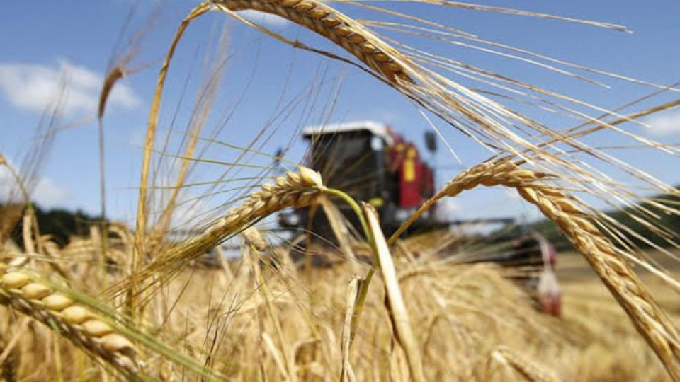 У Мінагрополітики прогнозують у 2022 році майже двократне скорочення врожаю пшениці