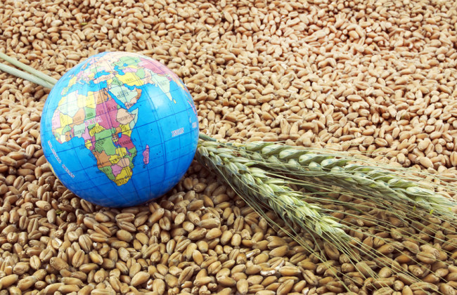 Стало известно, когда могут пройти новые переговоры по экспорту украинского зерна