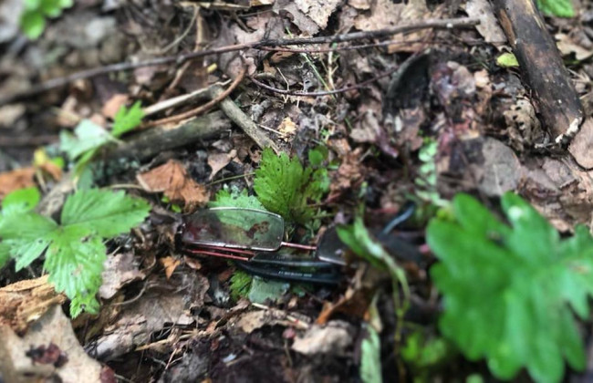 Пошли в лес с мужем: в Киевской области на мине подорвалась 65-летняя женщина