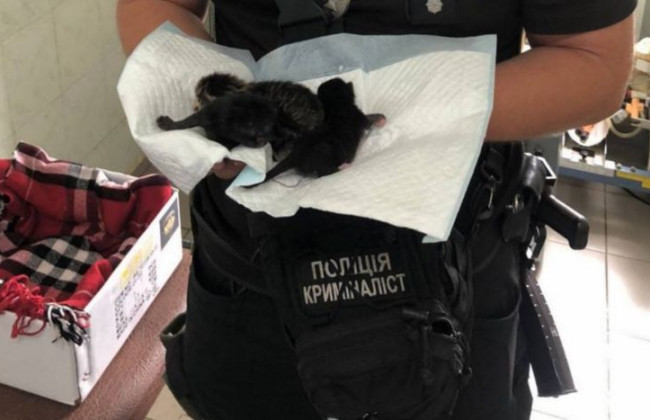 Столичные полицейские спасли котят, фото