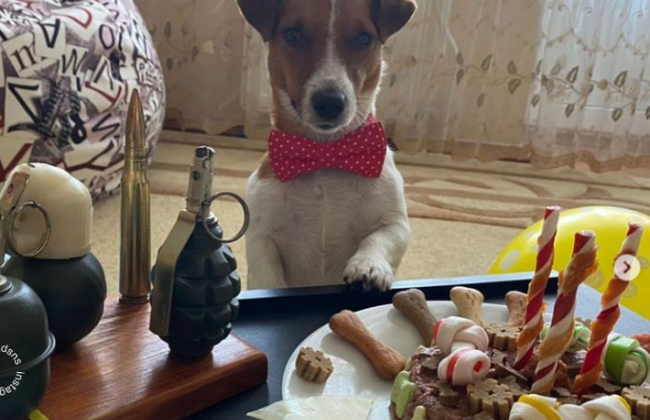 Пес Патрон празднует свой день рождения: рассказал, какой подарок хочет