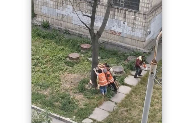 Співробітники «Київзеленбуду» вирішили боротися із сухостоєм, але щось пішло не так, відео
