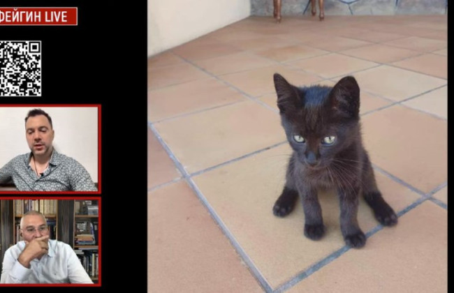 Арестович показав фото кота, врятованого українськими військовими на острові Зміїний