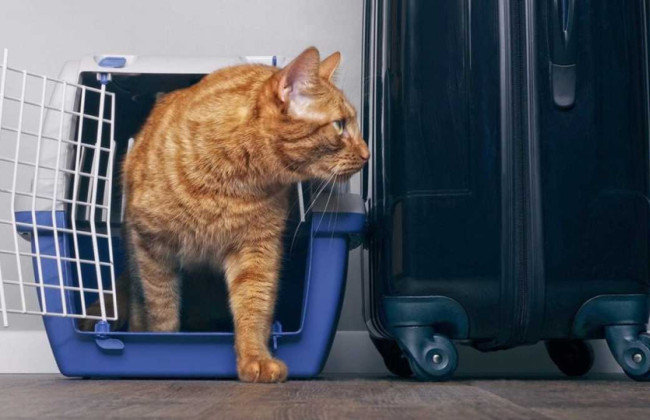 С сегодняшнего дня действуют новые правила ввоза домашних животных в Польшу из Украины