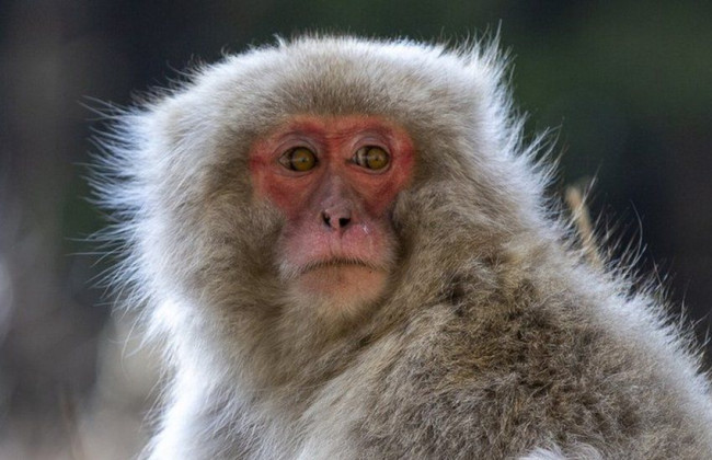 У Японії зловили члена банди мавп, яка «тероризувала» місцевих жителів