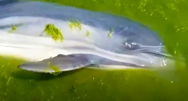 На узбережжя Одеської області винесло трьох мертвих дельфінів