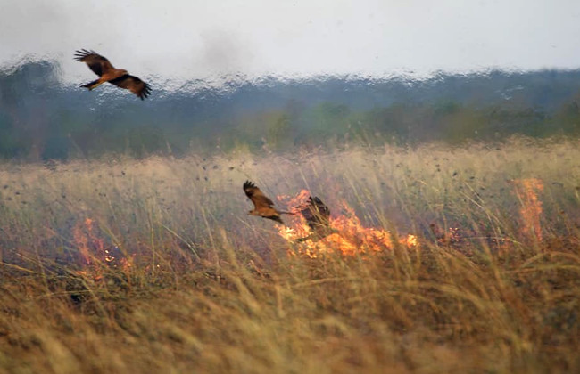 В Украине усилят уголовную ответственность за поджоги опавших листьев и стерни