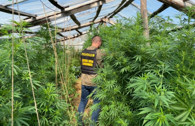 Торгівля психотропами та парники з коноплею на городі – затримано хмельничанина, фото