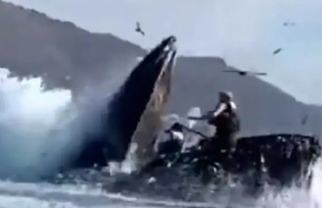 Горбатий кит проковтнув двох туристок біля берегів Каліфорнії: відео