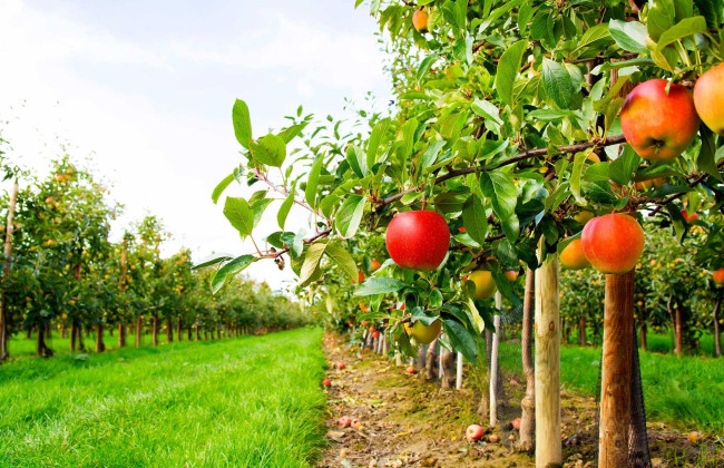 Как получить грант на создание и развитие садового хозяйства