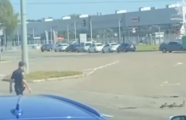 В Киеве патрульные остановили движение на Столичном шоссе, чтобы дать возможность утятам перейти дорогу, видео