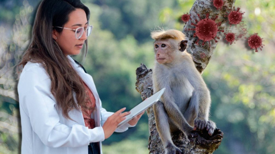 В Калифорнии объявили чрезвычайное положение из-за эпидемии оспы обезьян