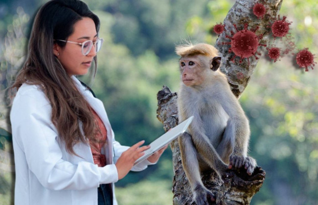 У Каліфорнії оголосили надзвичайний стан через епідемію віспи мавп