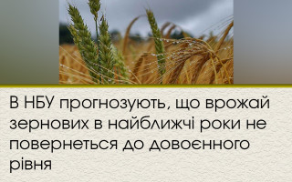 У НБУ прогнозують, що врожай зернових в найближчі роки не повернеться до довоєнного рівня