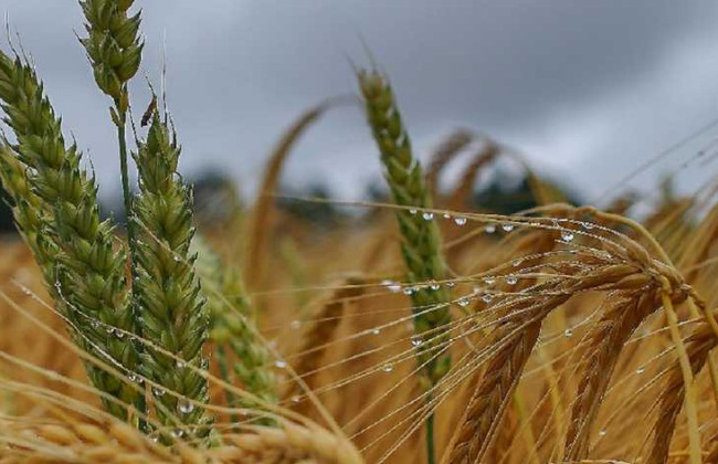 В НБУ прогнозируют, что урожай зерновых в ближайшие годы не вернется к довоенному уровню