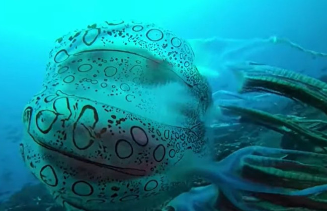 У берегов Папуа-Новой Гвинеи обнаружили новый вид гигантских медуз, видео