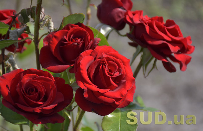 Какой сегодня праздник – 13 августа: традиции, приметы и запреты